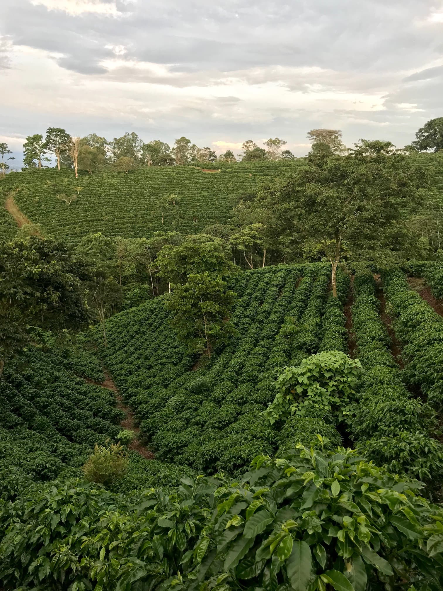 What is shade-grown coffee and how does it help birds?