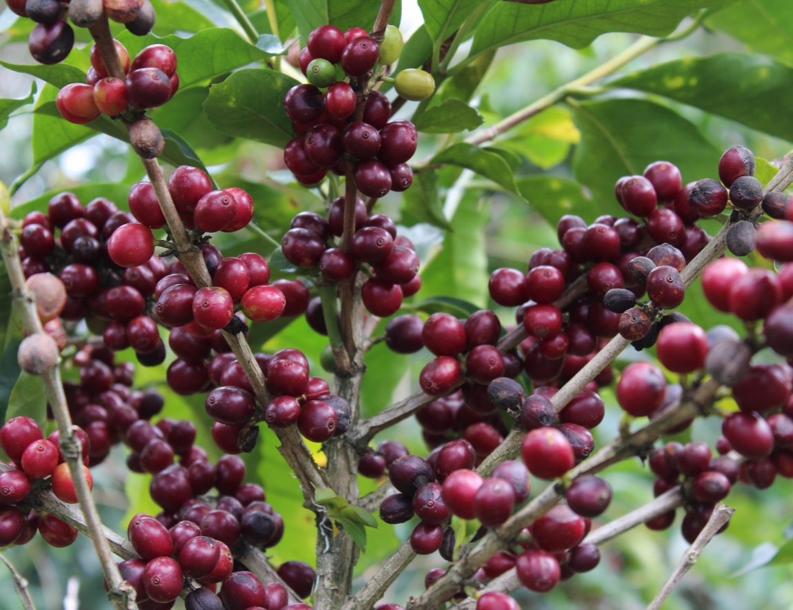 Why Choose Willows Costa Rican Coffee?