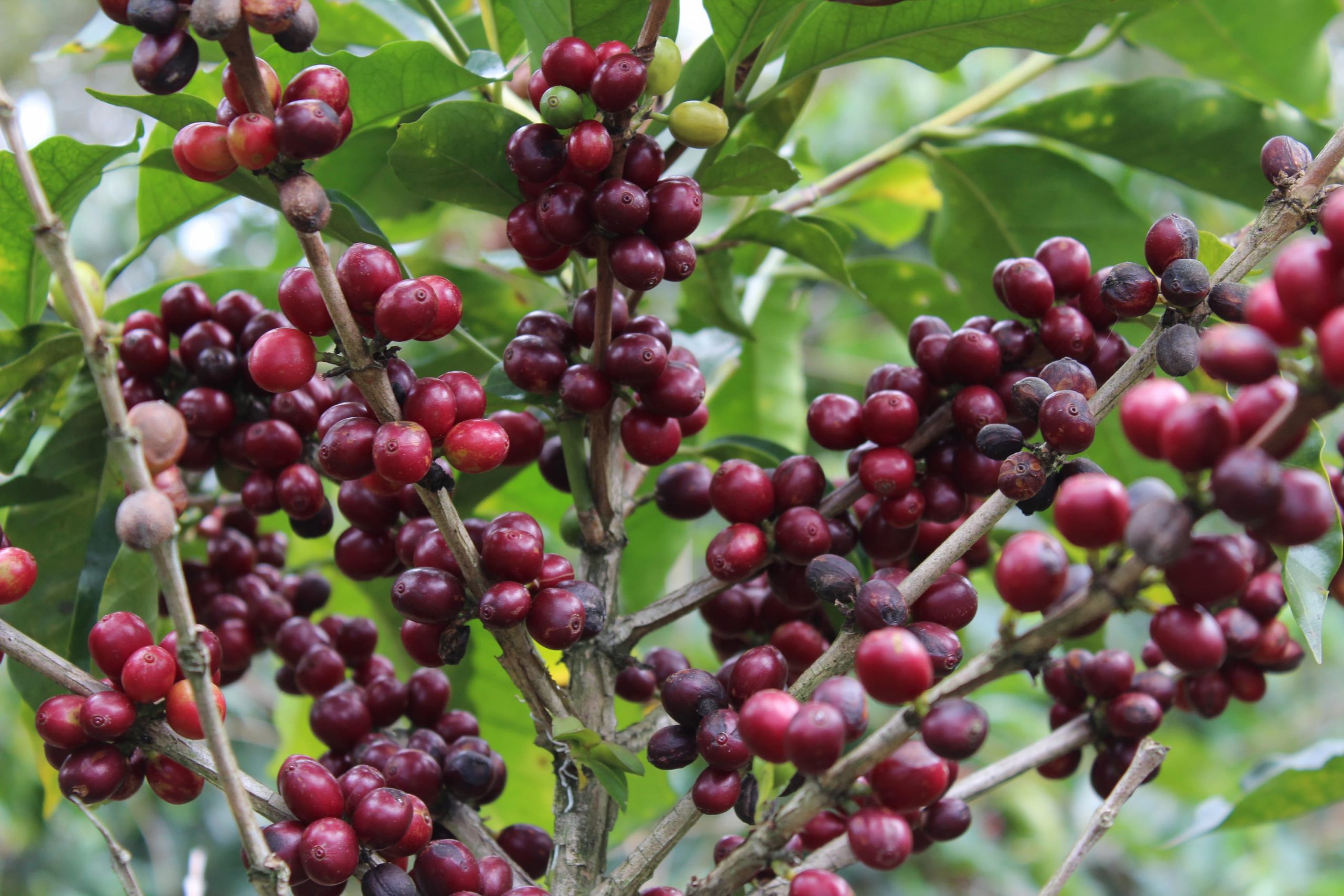 Why Choose Willows Costa Rican Coffee?